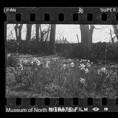 negative, sheet film - Rose Cottage, Giggleswick