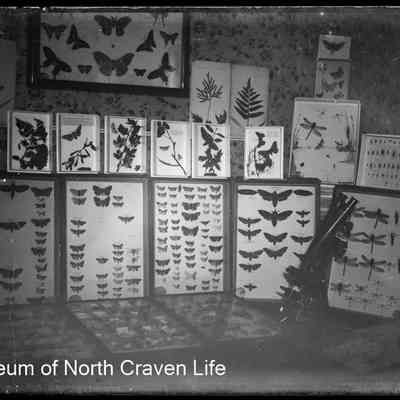 negative, glass plate - Butterflies 1 of 2