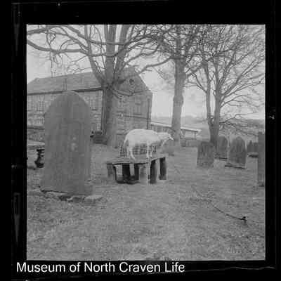 negative, sheet film - Tethered goat standing on table top gravestone
