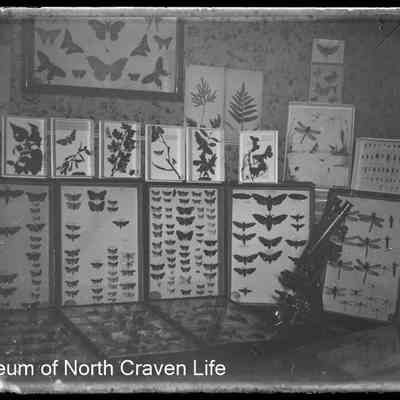 negative, glass plate - Butterflies 2 of 2