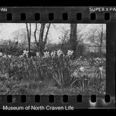 negative, sheet film - Rose Cottage, Giggleswick
