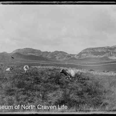 negative, glass plate - Attermire with cattle