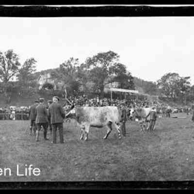 negative, sheet film - Settle Show (Cattle) 3 of 3