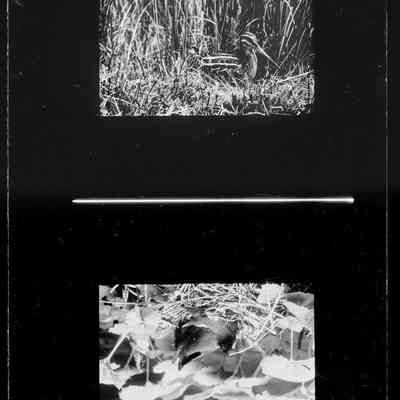 negative, glass plate - Birds
