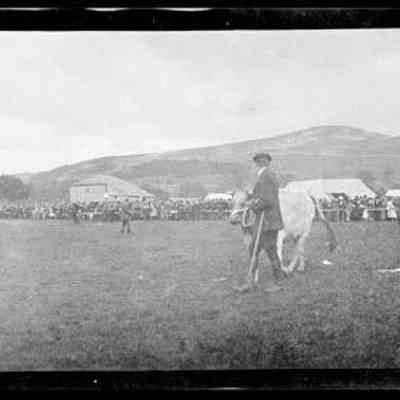 negative, sheet film - Settle Show (Cattle) 1 of 3