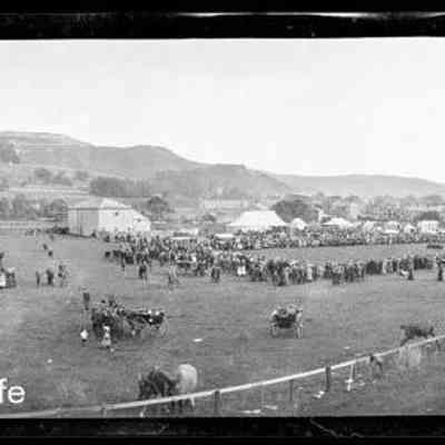 negative, sheet film - Settle Show (Cattle) 2 of 3
