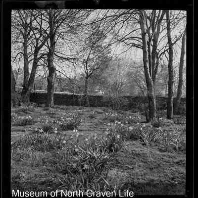 negative, sheet film - Rose Cottage, Giggleswick