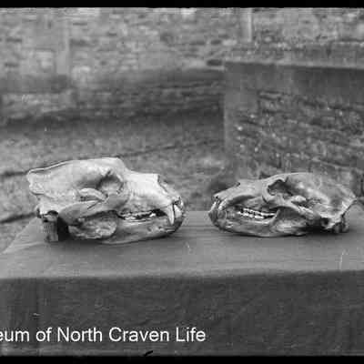 negative, glass plate - Victoria Cave Skulls (Bear) 1 of 2