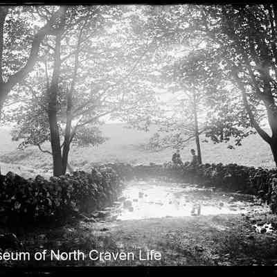 negative, glass plate - Clapham Woods 1 of 2
