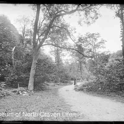 negative, glass plate - Clapham Woods 2 of 2