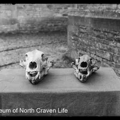 negative, glass plate - Victoria Cave Skulls (Bear) 2 of 2