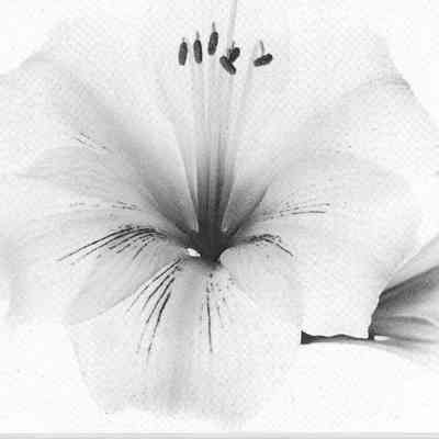 Amaryllis