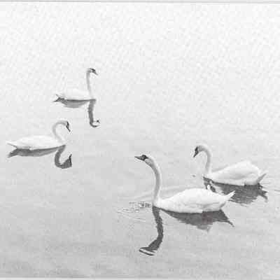Swans at Bloodroot