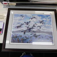          Flock of ducks picture number 2
