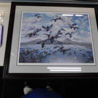          Flock of ducks picture number 6
