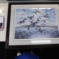          Flock of ducks picture number 7
