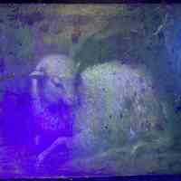          Lamb picture number 5
