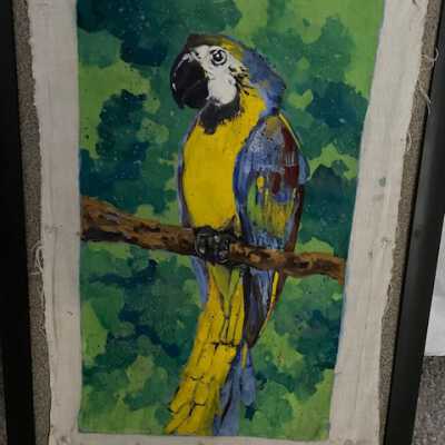 Blue macaw