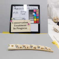          Ivory Tusk picture number 4
