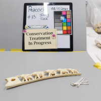          Ivory Tusk picture number 9
