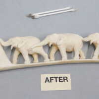          Ivory Tusk picture number 12
