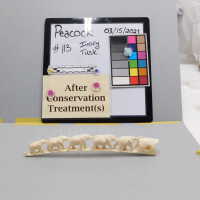          Ivory Tusk picture number 15

