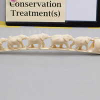          Ivory Tusk picture number 16
