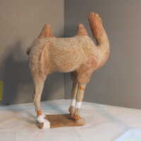          Camel picture number 20
