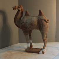          Camel picture number 25

