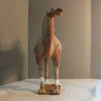          Camel picture number 28
