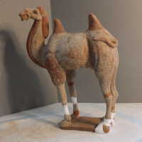          Camel picture number 33

