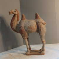          Camel picture number 35
