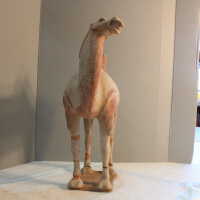          Camel picture number 37
