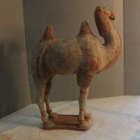          Camel picture number 40
