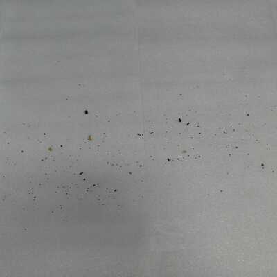 Insect frass and debris