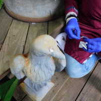          Lead Eagle (facing left) picture number 6
