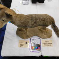          Taxidermy coyote picture number 118
