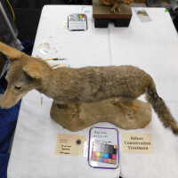          Taxidermy coyote picture number 119

