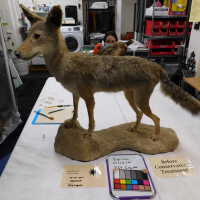          Taxidermy coyote picture number 120
