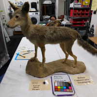          Taxidermy coyote picture number 121
