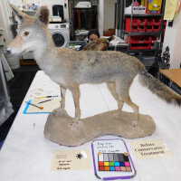          Taxidermy coyote picture number 122
