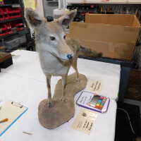          Taxidermy coyote picture number 123
