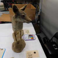          Taxidermy coyote picture number 125
