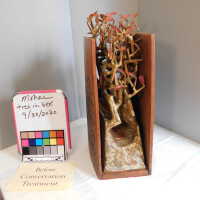          Tree in Box/Plant with red leaves picture number 2
