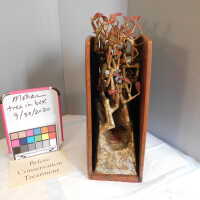          Tree in Box/Plant with red leaves picture number 3
