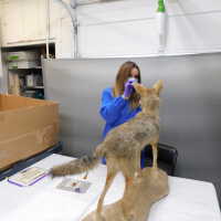          Taxidermy coyote picture number 45
