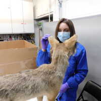          Taxidermy coyote picture number 46
