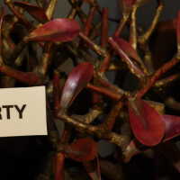          Tree in Box/Plant with red leaves picture number 6
