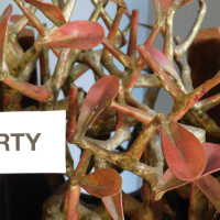          Tree in Box/Plant with red leaves picture number 7
