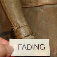          Thai Goddess picture number 61
